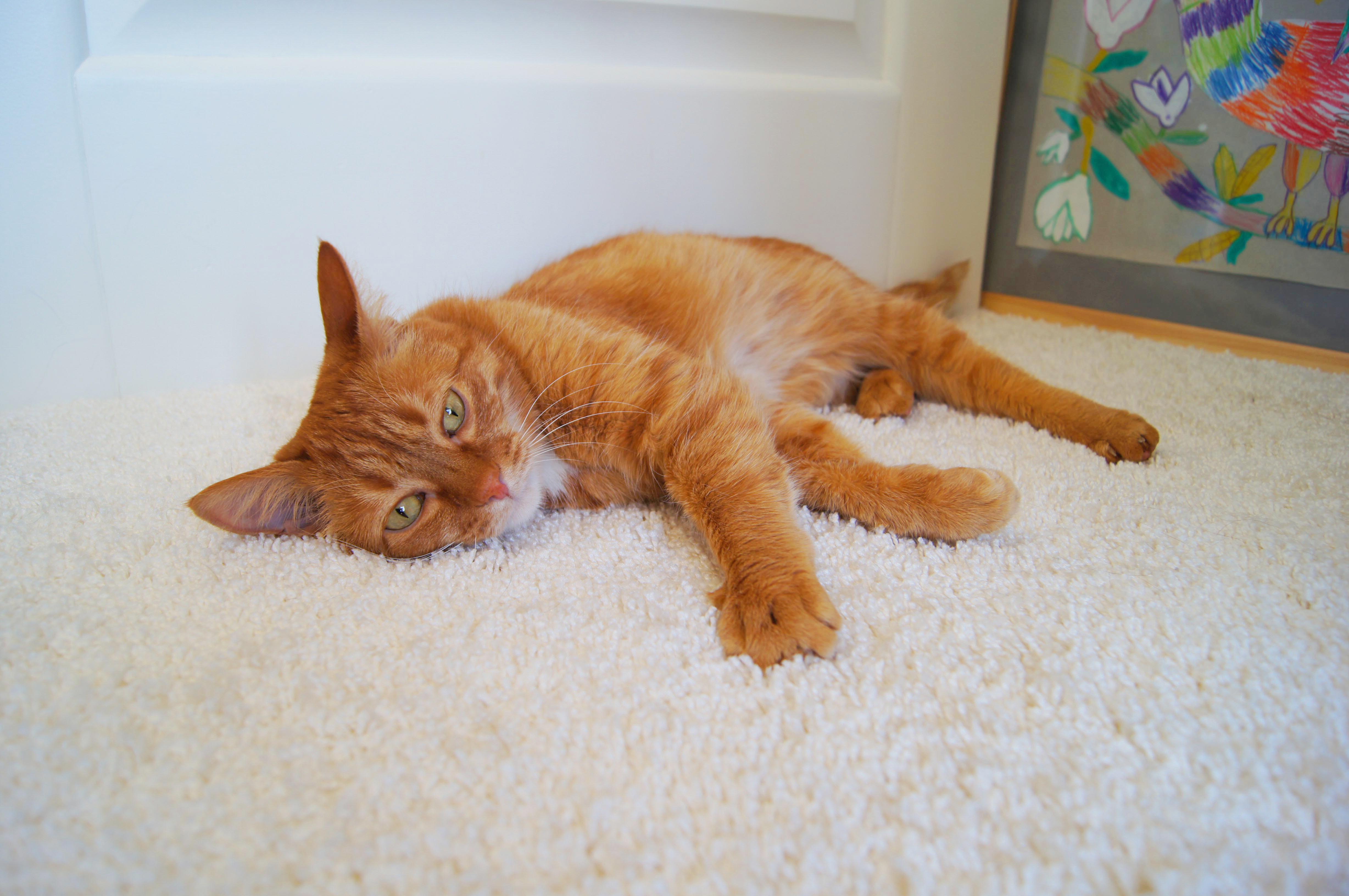 Ковролин "Зартекс" Amarena 128 серый жемчуг (4м) — купить в Уфе